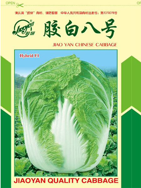 胶白八号——秋播白菜